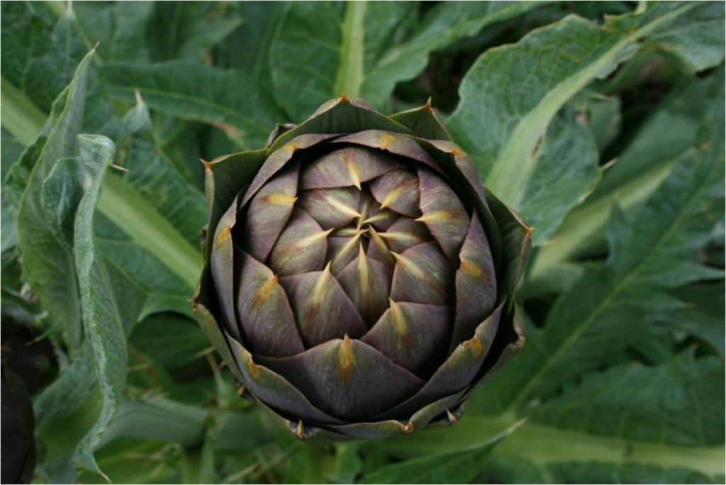 Il carciofo