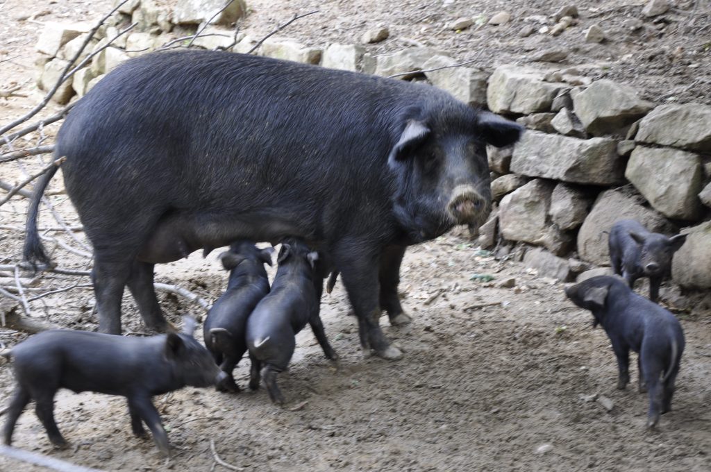 Cibo sano, pulito e giusto: il suino nero dei Nebrodi