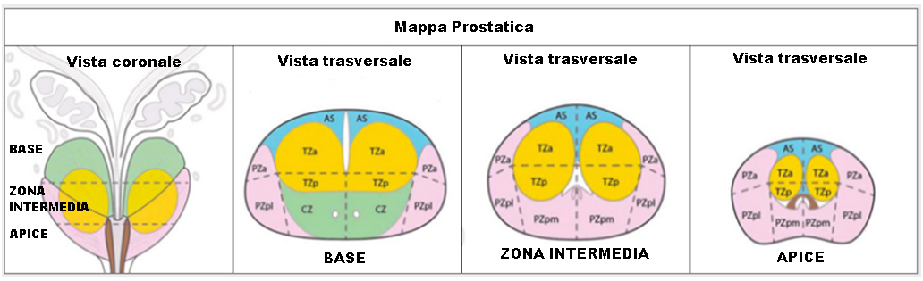 anatomia prostata rm