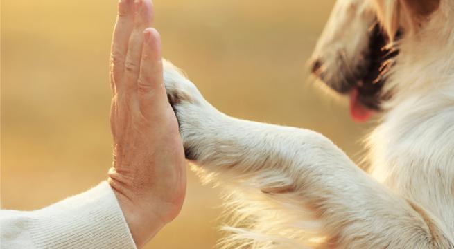 Il Centro di Pet Therapy Unime accreditato come Centro Specializzato Universitario per gli IAA