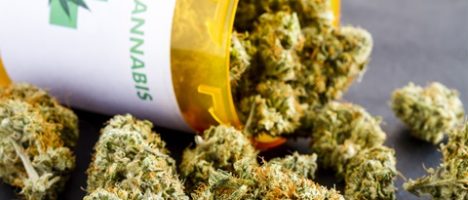 Cannabis a uso terapeutico: l’assessore Razza valuta la coltivazione in Sicilia