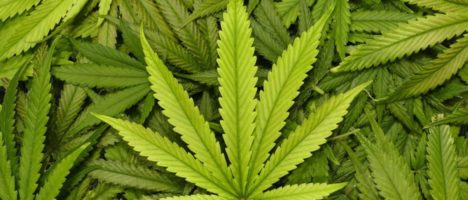 Preparazioni magistrali a base di Cannabis ad uso terapeutico. Linee di indirizzo e rimborsabilità a carico del SSR