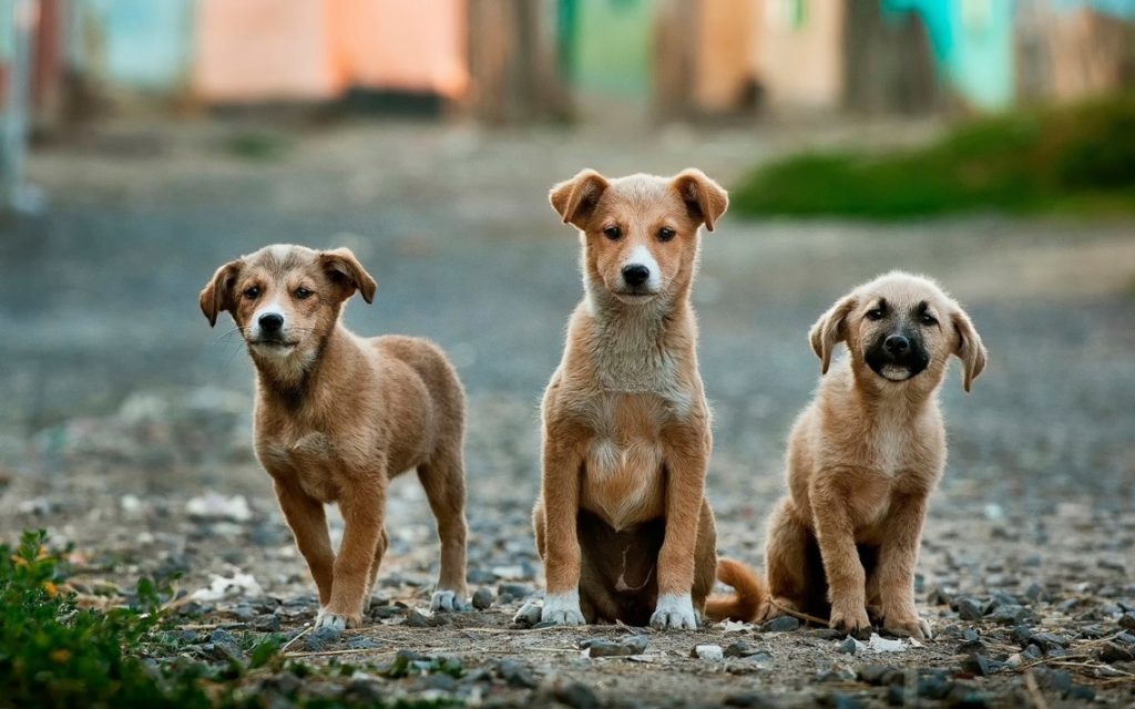 ASP di Messina lotta al randagismo: queste le forniture per gli ambulatori veterinari di Barcellona P.G. e Torrenova