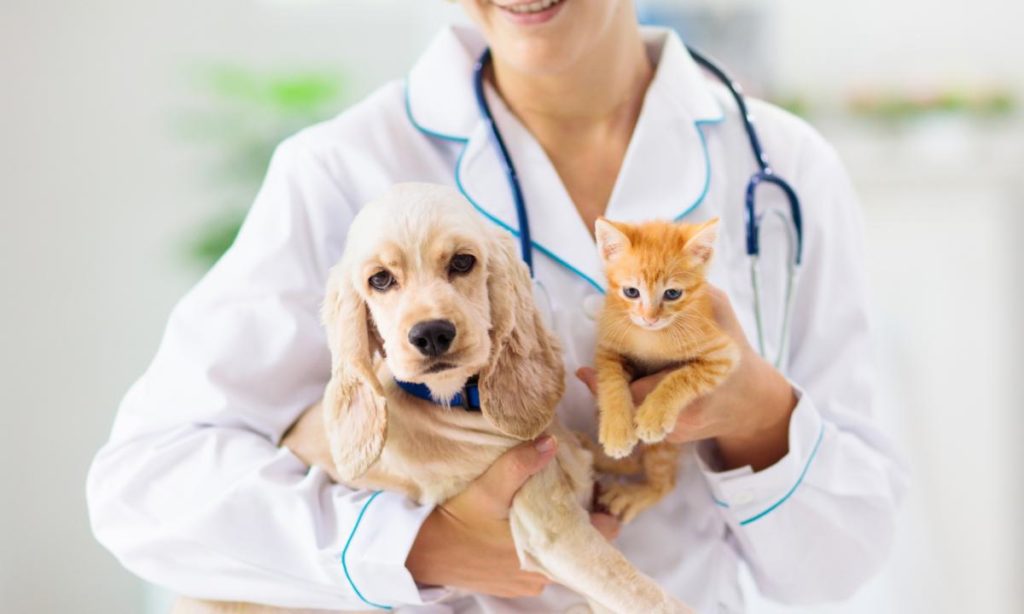 ASP Messina, chiesto l’aumento ore di incarico per i 52 Veterinari Specialisti ambulatoriali