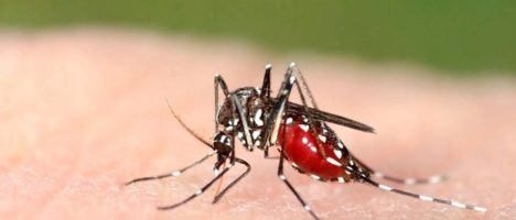 ISS: COVID-19, le zanzare non trasmettono il virus