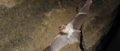 Comunicato Ministero Salute su West Caucasian Bat Lyssavirus