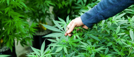 Chiarimenti inerenti la Cannabis ad uso medico