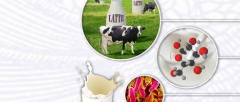 Latte & dintorni: rischi e benefici correlati al consumo di latte