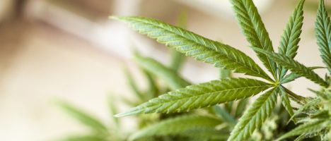 Cannabis: prospettive economiche e risvolti giuridici. Domani (venerdì) evento online dell’UniMe