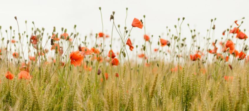 La Natura è Naturale?