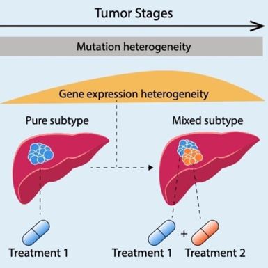 Un nuovo studio sul cancro primario del fegato: nuove strategie mirate a un panorama dinamico di tumori eterogenei