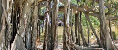 Il Ficus dell’Orto botanico di Palermo in testa al concorso Albero dell’anno