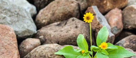 “Messina tra macerie e incanti”: Resilienza vegetale