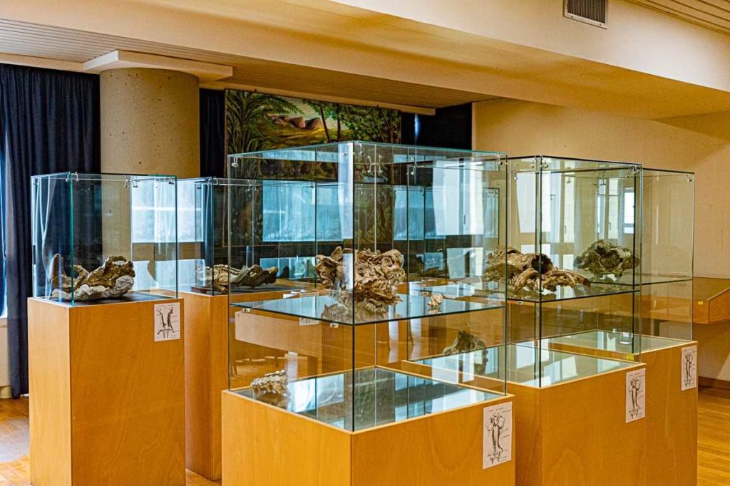“Messina tra macerie e incanti”: Il Museo della Fauna di Mauro Cavallaro
