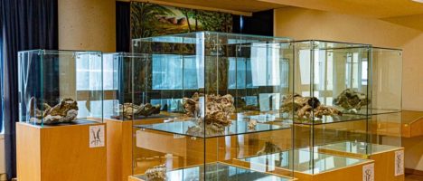 “Messina tra macerie e incanti”: Il Museo della Fauna di Mauro Cavallaro