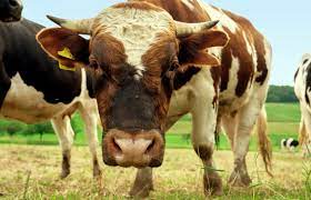 Una delle soluzioni per meno impattare sul clima potrebbe essere quella di tassare le emissioni di metano degli allevamenti di bestiame