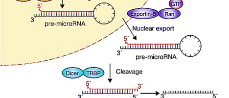 Gli RNA non codificanti: da materiale genetico “spazzatura” a potenziale materiale genetico terapeutico