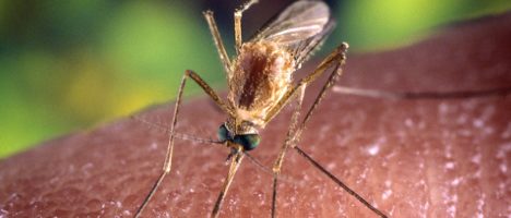 World Mosquito Day: gli italiani tollerano meno le zanzare rispetto a francesi e spagnoli
