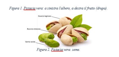 Il pistacchio: garanzia di buona vita