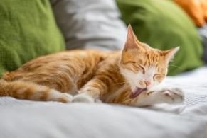 Si può guarire dall’allergia ai gatti?