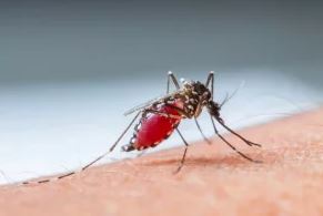 C’è un allarme Dengue?