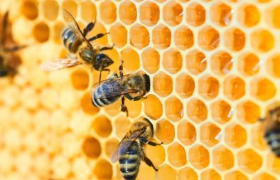 Giornata mondiale delle api (20 maggio 2024)