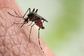 La malaria può tornare in Italia?