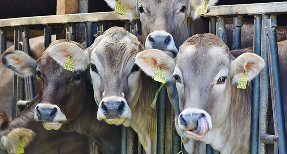Monitoraggio dei residui di antibiotici negli animali da allevamento