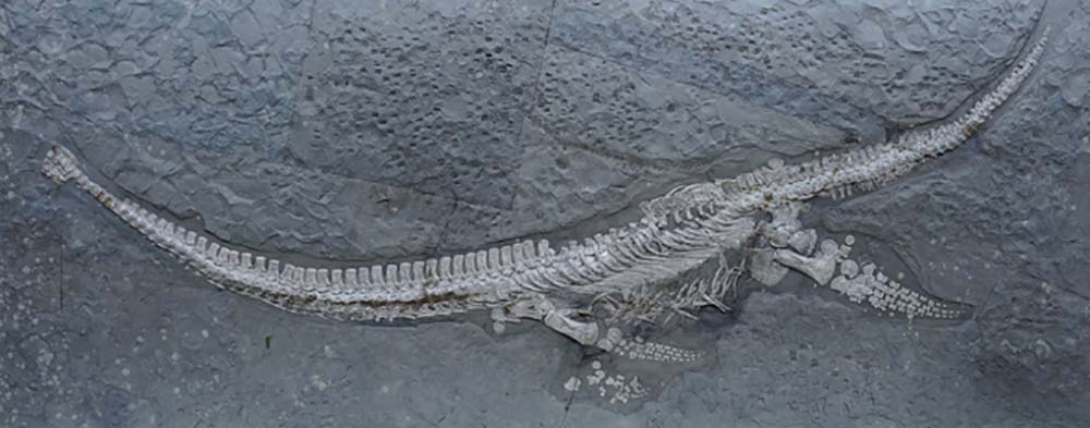 Una nuova specie di rettile marino scoperta nei famosi fossili giurassici tedeschi