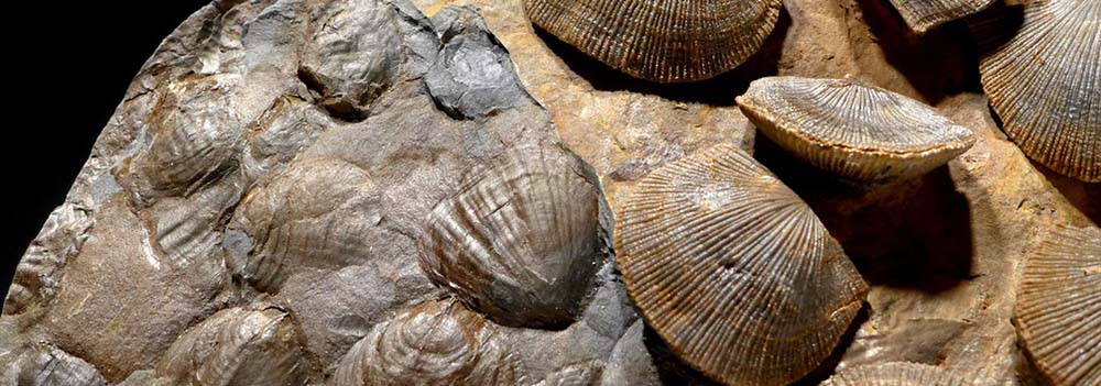 Lo studio dei fossili dimostra che il punto critico del cambiamento climatico è stato superato.