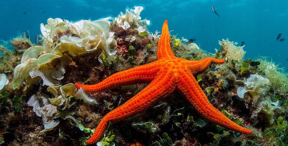 Come le stelle marine hanno ottenuto le loro braccia: la risposta in un fossile di 500 milioni di anni