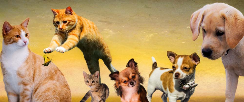 Lavoratore, ecco il congedo retribuito per assistere il tuo cane o gatto: requisiti, come fare e cosa dice la Cassazione