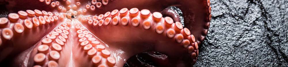 La flessibilità dei tentacoli del polpo: chiave per comportamenti complessi in natura possibile ispirazione per nuovi approcci robotici