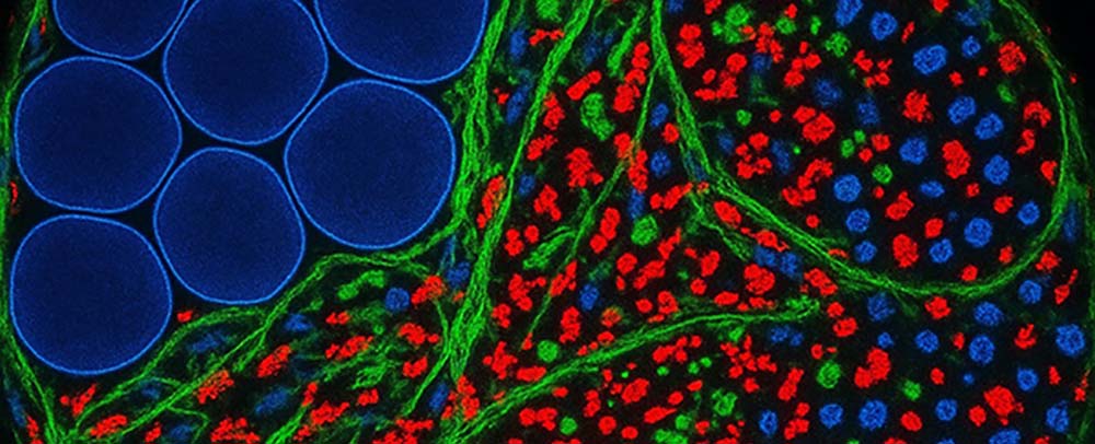 Come l’invecchiamento modifica le cellule adipose: uno studio rivoluzionario su topi