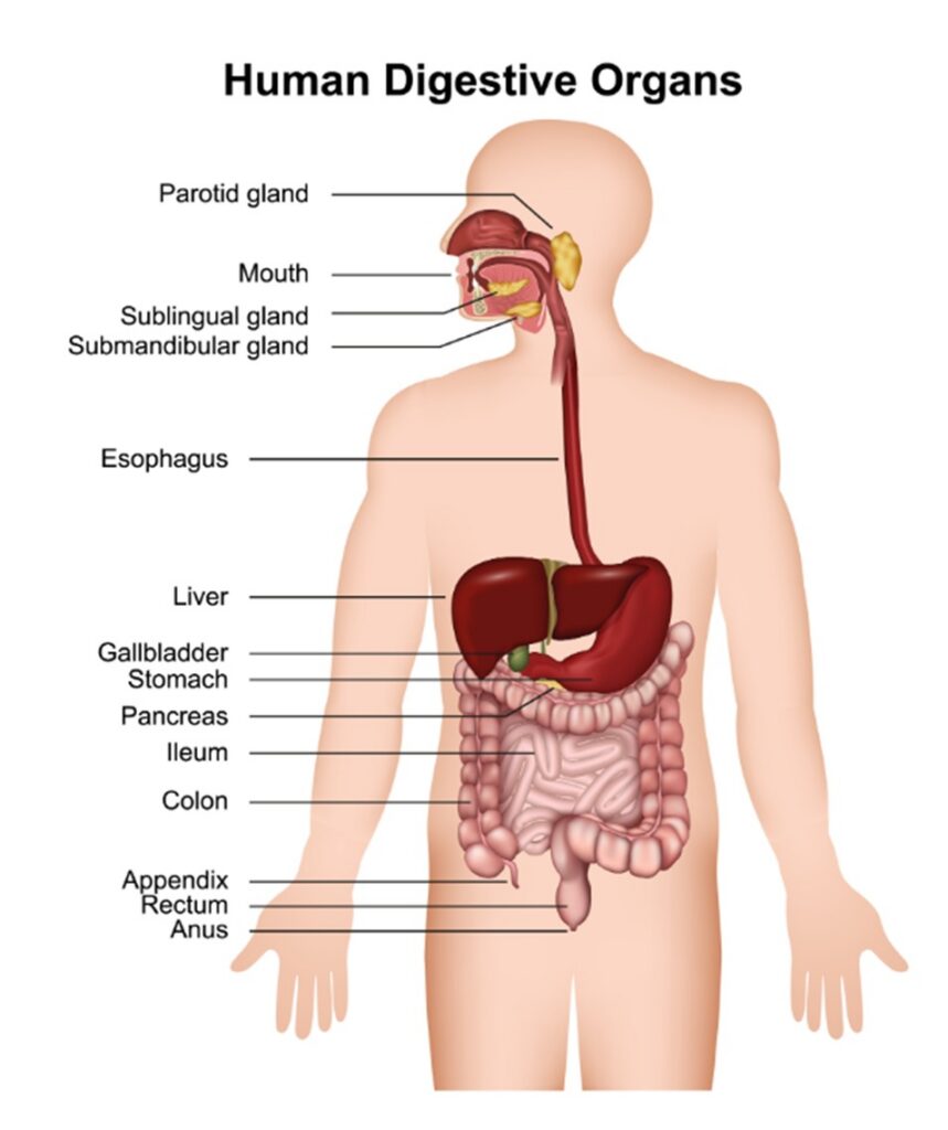 Turicibacter: Il Batterio “Scudo” che Combatte Obesità e Diabete