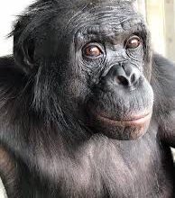 Il riconoscimento di oggetti finti da parte di Kanzi, un bonobo addestrato