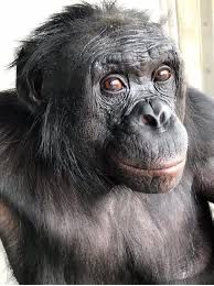 Il riconoscimento di oggetti finti da parte di Kanzi, un bonobo addestrato